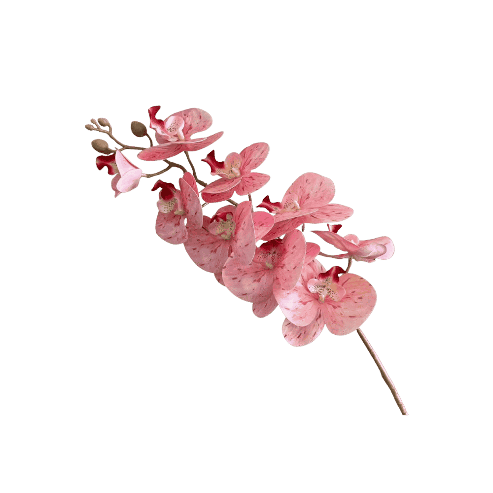Phalaenopsis orchid stem, petal close-up