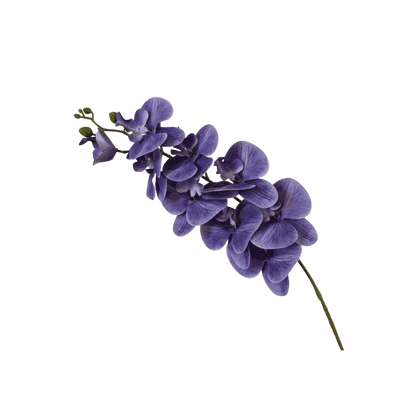 Phalaenopsis orchid stem, height reference