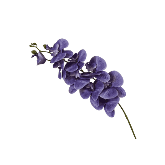 Phalaenopsis orchid stem, height reference