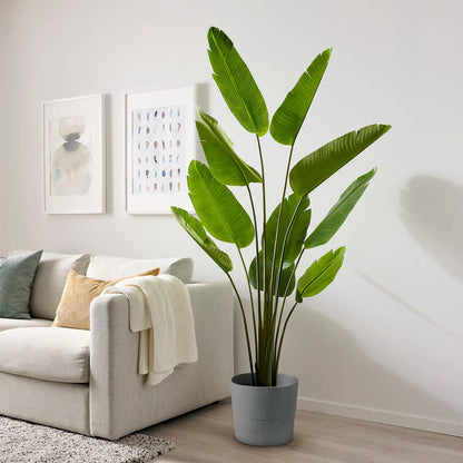 Artificial banana plant, close-up leaf detail