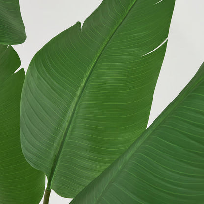 Artificial banana plant, full height view
