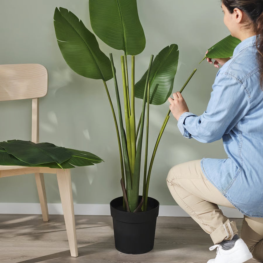 Person arranging a large green plant indoors with a wooden chair nearby.