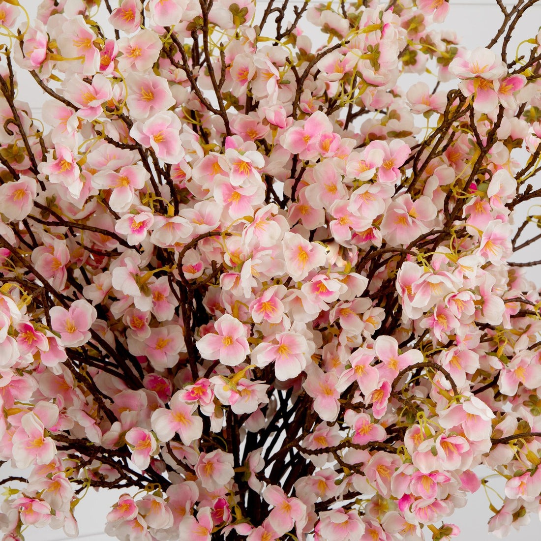 Cherry blossom spray branch, close-up detail