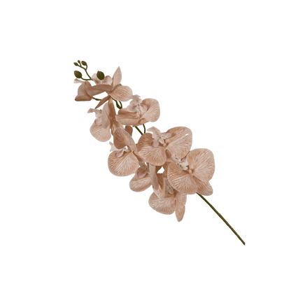 Phalaenopsis orchid stem, full stem view