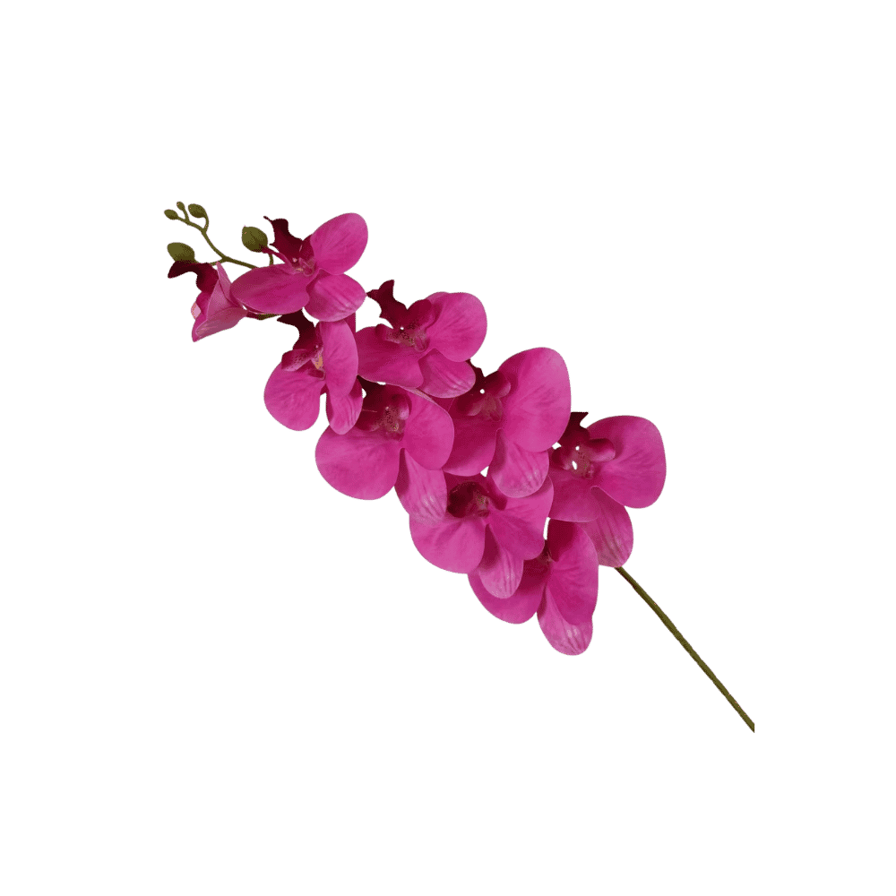 Phalaenopsis orchid stem for vase or floral arrangement