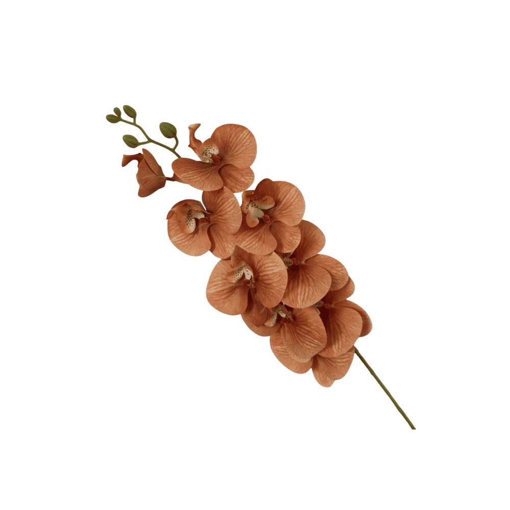 Phalaenopsis orchid stem, side view
