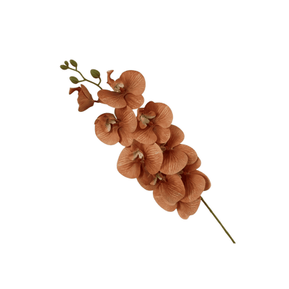 Phalaenopsis orchid stem, side view