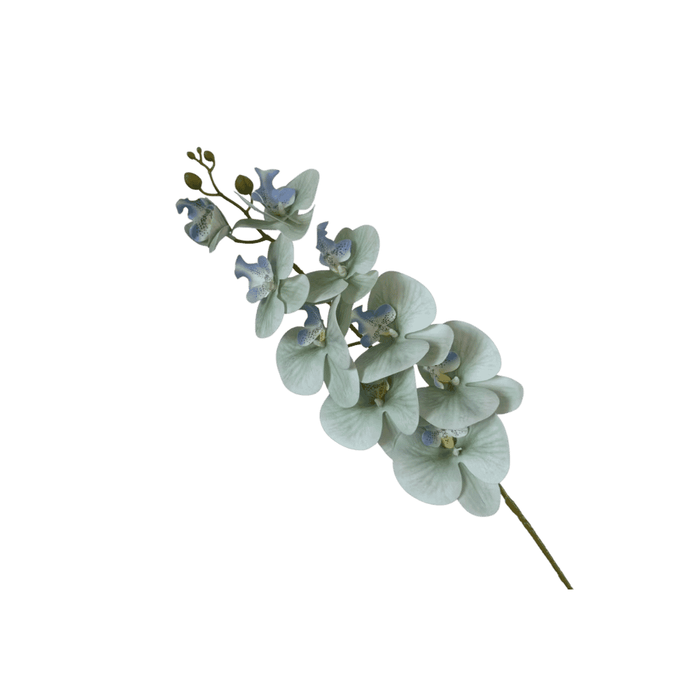Phalaenopsis orchid stem, close-up detail