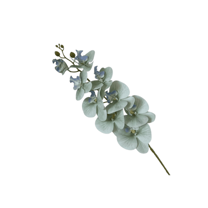 Phalaenopsis orchid stem, close-up detail