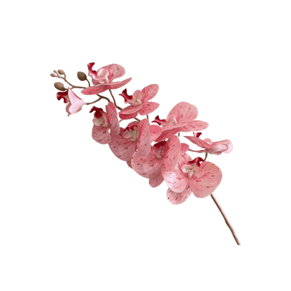 Phalaenopsis orchid stem, petal close-up