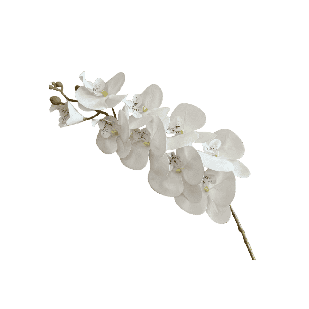 Phalaenopsis orchid stem styled in a vase
