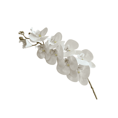 Phalaenopsis orchid stem styled in a vase